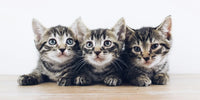 3 chatons gris allongés côte à côte