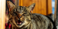 Comprendre le chat : Guide des comportements normaux et anormaux