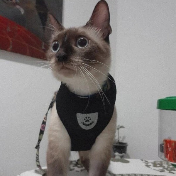 Harnais Pour Chat Avec Laisse Rétractable - Réglable, Respirant, Sécuritaire, Pour Promenades Et Sorties (Noir, Taille L)