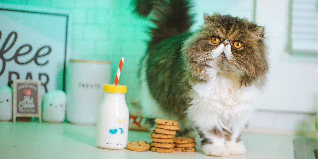 Les 10 aliments les plus dangereux pour les chats
