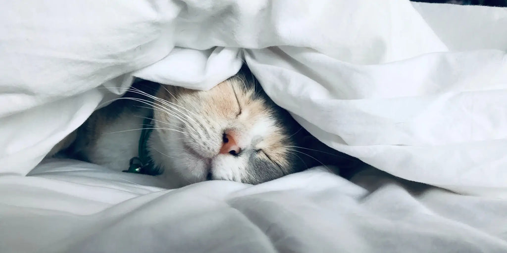 10 commandements pour un chat heureux et en bonne santé