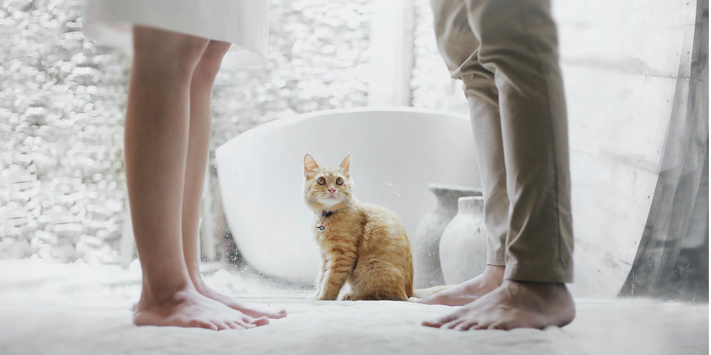 10 secrets fascinants des chats pour nous manipuler