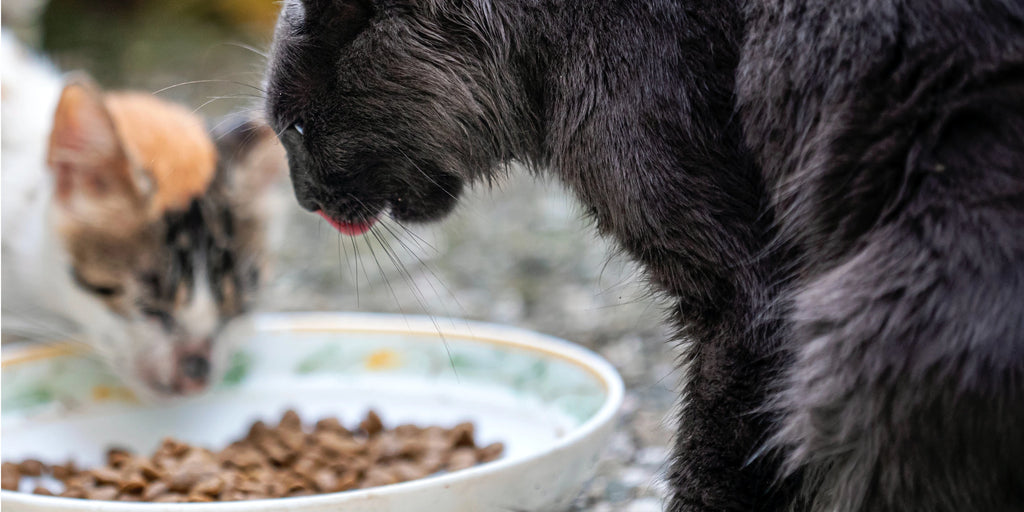5 recettes maison pour chat délicieuses et faciles à préparer