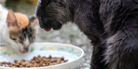2 chats : L'un est blanc et marron et l'autre gris foncé qui dégustent leur plat fait maison