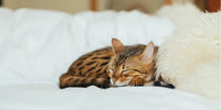 Chat tigré heureux qui dort paisiblement dans le lit de ses humains
