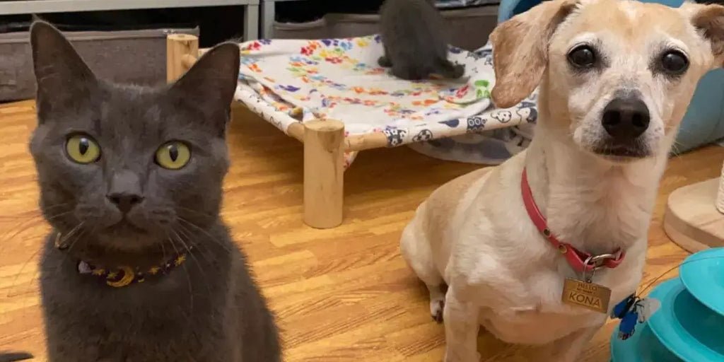 Une chatte et une chienne élèvent à tour de rôle une portée de 6 chatons (vidéo)