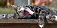 Chat gris allongé et qui baille
