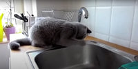 Chat qui boit et joue avec l'eau du robinet