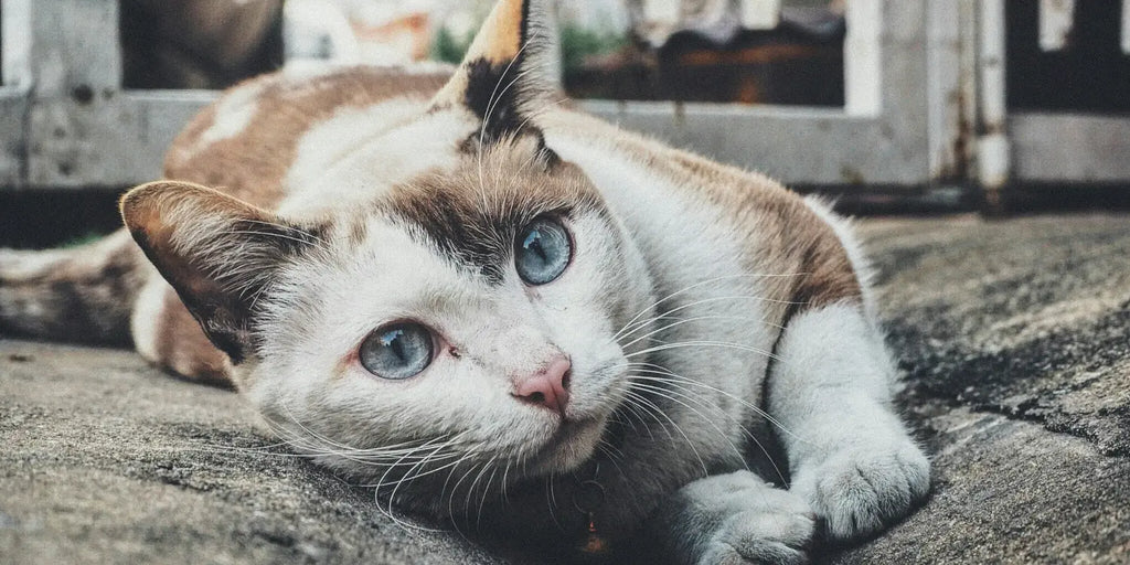 FeLV chez le chat : Vaincre la leucémie féline pour une vie en santé