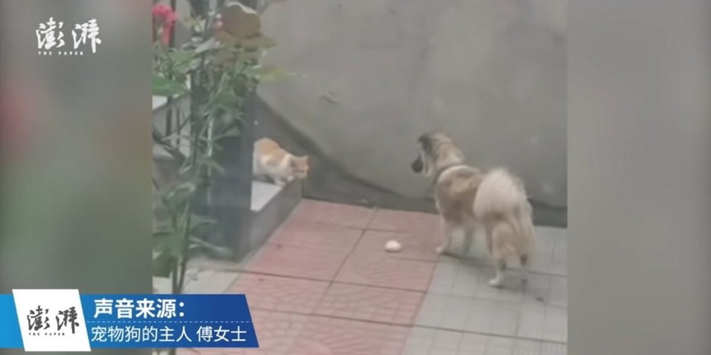 Vidéo magique d'un chien qui donne son repas à un chat errant et affamé