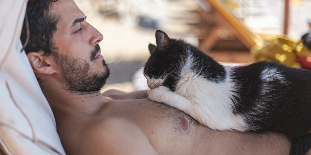 Adoption de chat : choisir le compagnon parfait et réussir son arrivée