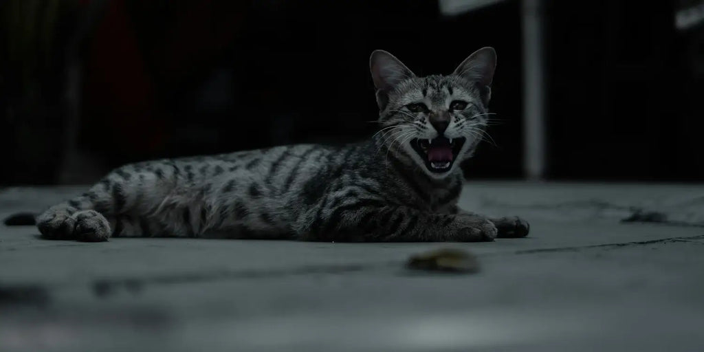 Comprendre et gérer l'agressivité chez les chats : Guide complet