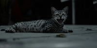Chat tigré noir et blanc allongé, agressif et gueule ouverte