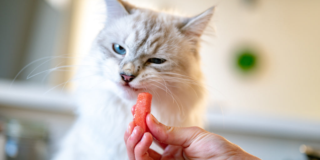 L'alimentation adaptée aux chats en été : Quels aliments privilégier