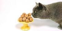 Chat qui renifle de la nourriture pour humain