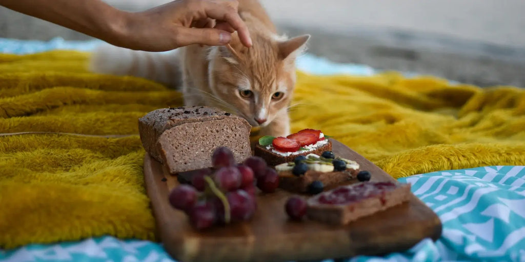 Aliments toxiques pour les chats : Liste complète et conseils de prévention