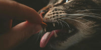 Chat qui goute son premier aliment végétalien