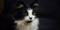 Aménagement optimal pour chats : Conseils pratiques et accessoires essentiels
