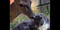 Buttons, une biche, lèche tendrement Rabbitcat, un chat gris et blanc, illustrant leur amitié de plus de 13 ans.