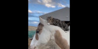 Chat allongé sur un cheval - Une amitié improbable
