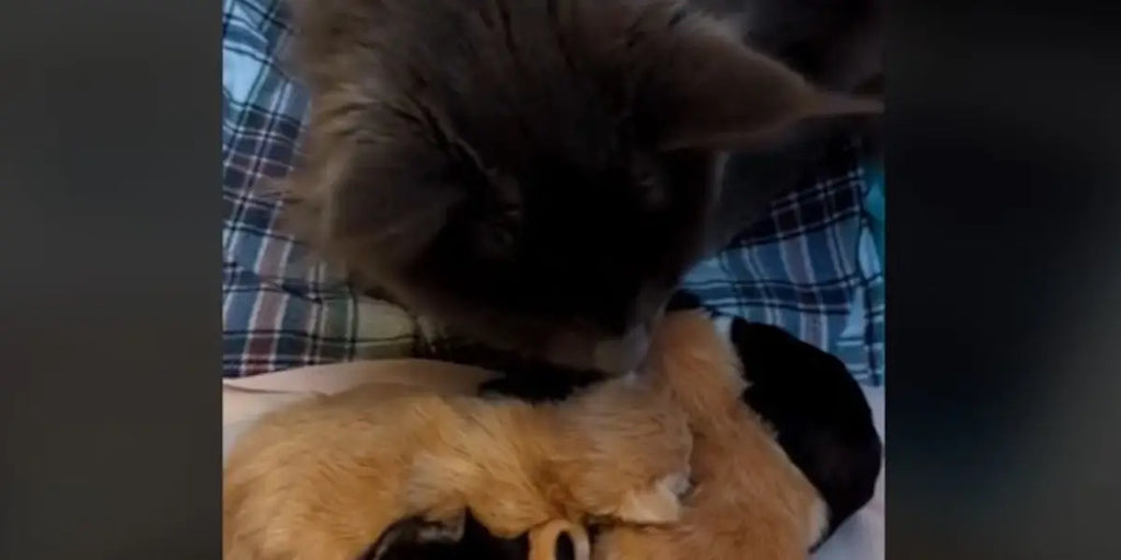 L'amour inconditionnel d'un papa chat pour sa famille fait fondre des millions d'internautes (vidéo)