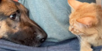 Berger allemand et chat allongés sur leur humain