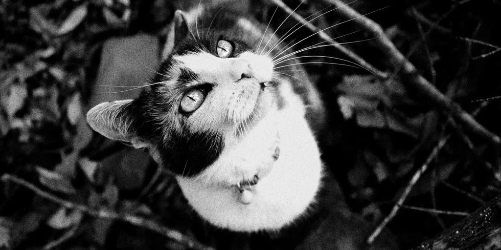 Les mystérieuses capacités prémonitoires des chats : Entre science et légendes