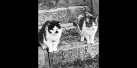 Photo en noir et blanc de Causette et Marius