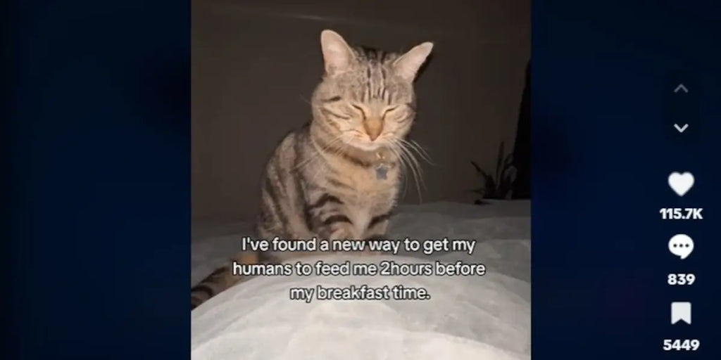 Ce chat a réveillé ses humains avec une technique brillante (vidéo)