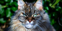 Chat âgé avec un pelage épais et des yeux verts, symbolisant la santé et le bien-être des chats seniors.