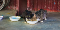 Deux chats, un noir et l'autre tigré, mangeant dans la même gamelle