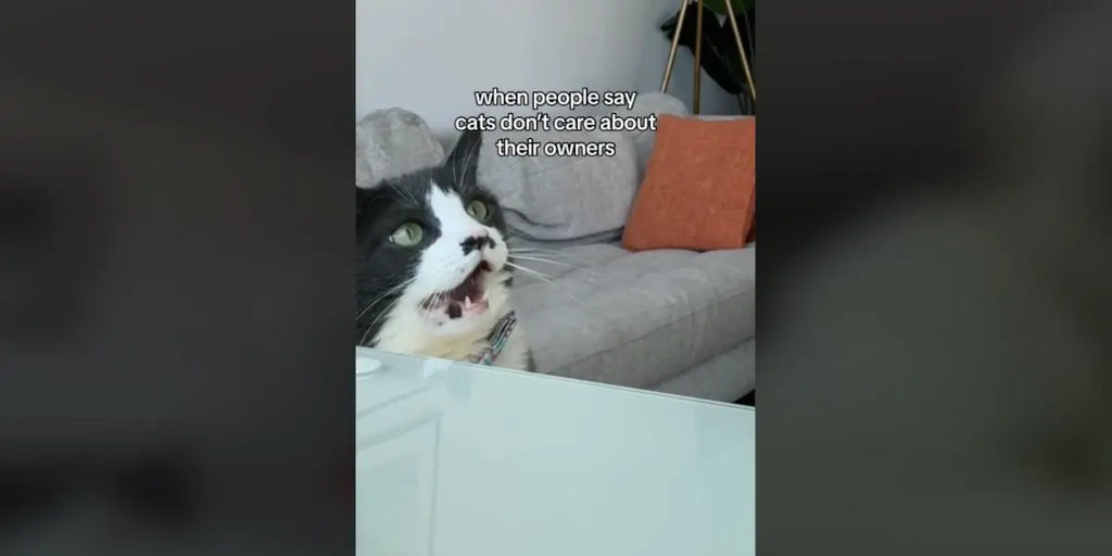 L'émouvante réaction d'un chat face aux larmes de sa propriétaire capturée en vidéo