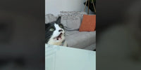 Chat qui miaule pour réconforter sa propriétaire