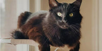 Chat en hauteur - Comportement et bien-être