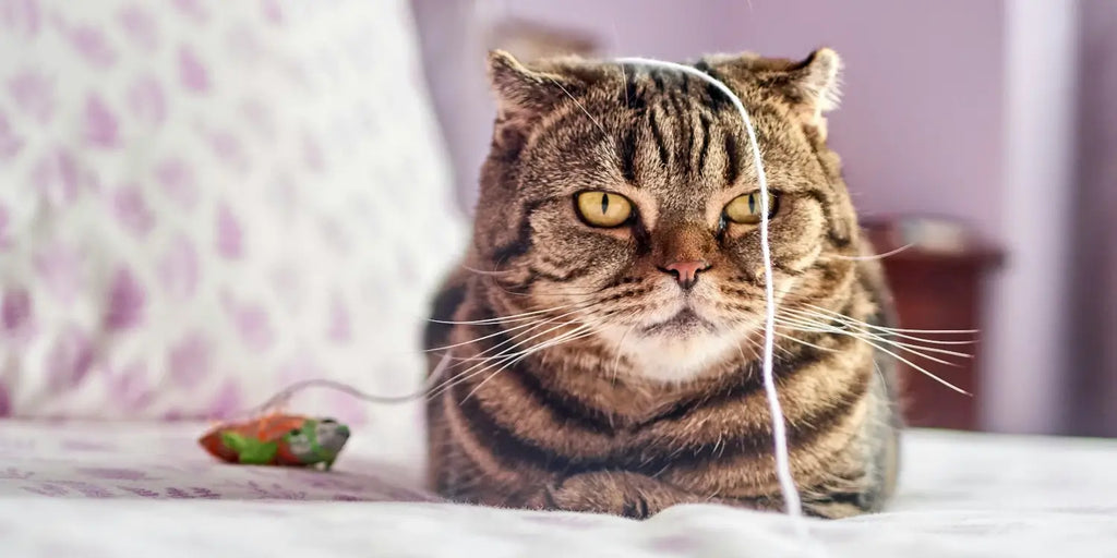 Chat ennuyé : 5 astuces pour le divertir et le stimuler