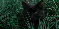 Chat noir aux yeux verts, on ne voit que sa tête au milieu d'un champ d'herbes vertes