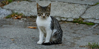 Chat qui a fugué dans la rue