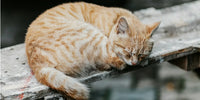 Chat roux et blanc allongé seul sur un banc
