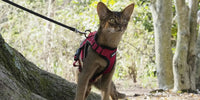 Chat heureux de se promener en laisse dans la forêt