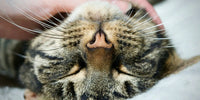 Chat heureux les yeux fermés se fait caresser le cou