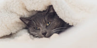 Chat sous une couverture chaude