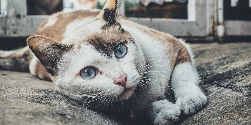 Aidez votre chat à perdre du poids pendant l'hiver avec ces 3 conseils
