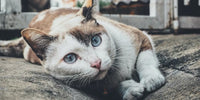 Chat marron et blanc allongé