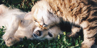 Chat qui frotte sa tête à la tête de la chienne pour la réconforter