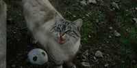 Chat blanc aux yeux bleus qui miaule