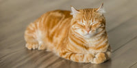 Chat qui ne mange plus : Causes, Solutions & Conseils Vétérinaires