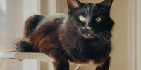 Chat noir allongé confortablement sur un hamac de fenêtre, profitant de la lumière naturelle et se sentant en sécurité.