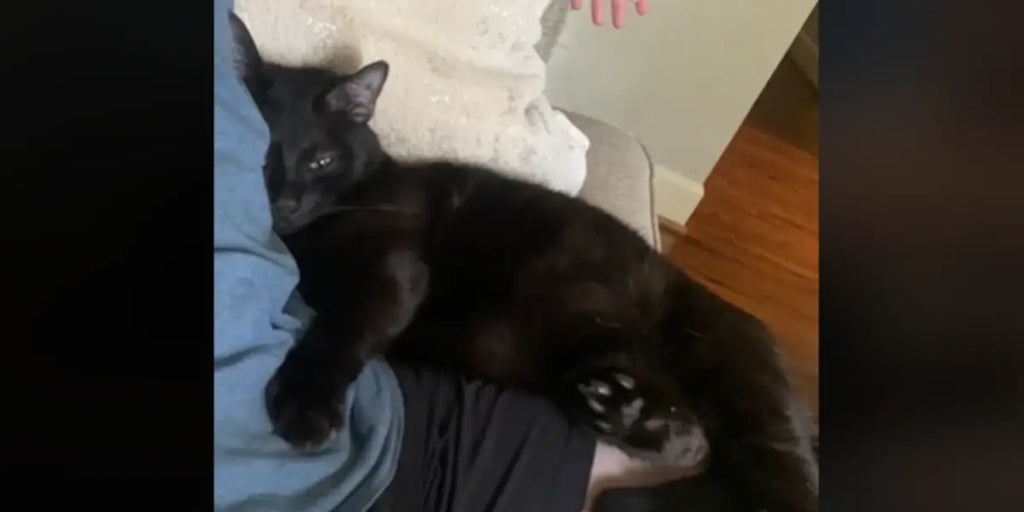Le lien extraordinaire entre un chat et son propriétaire capturé dans une vidéo virale