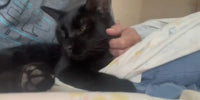 Chat noir allongé se faisant caresser la tête