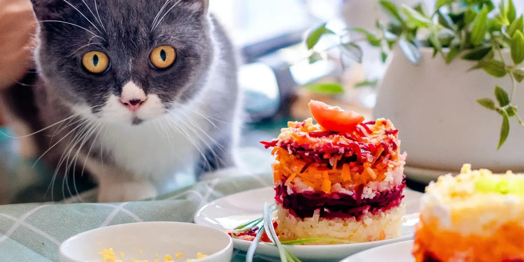 Comment nourrir son chat pendant les fêtes de fin d'année
